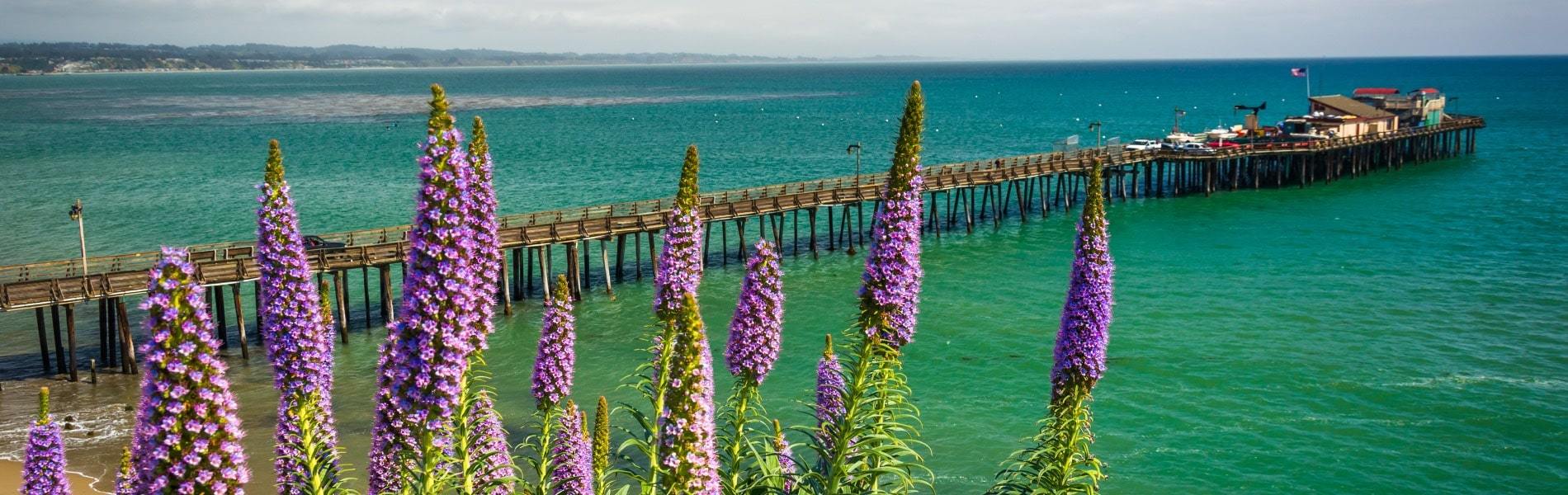 View of ocean, flowers, and pier near Jewel Box in Santa Cruz