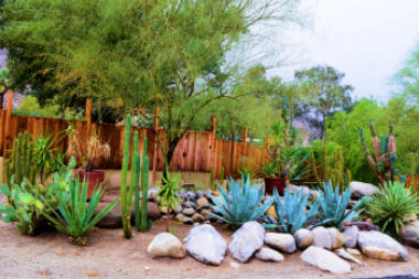 xeriscaping your yard