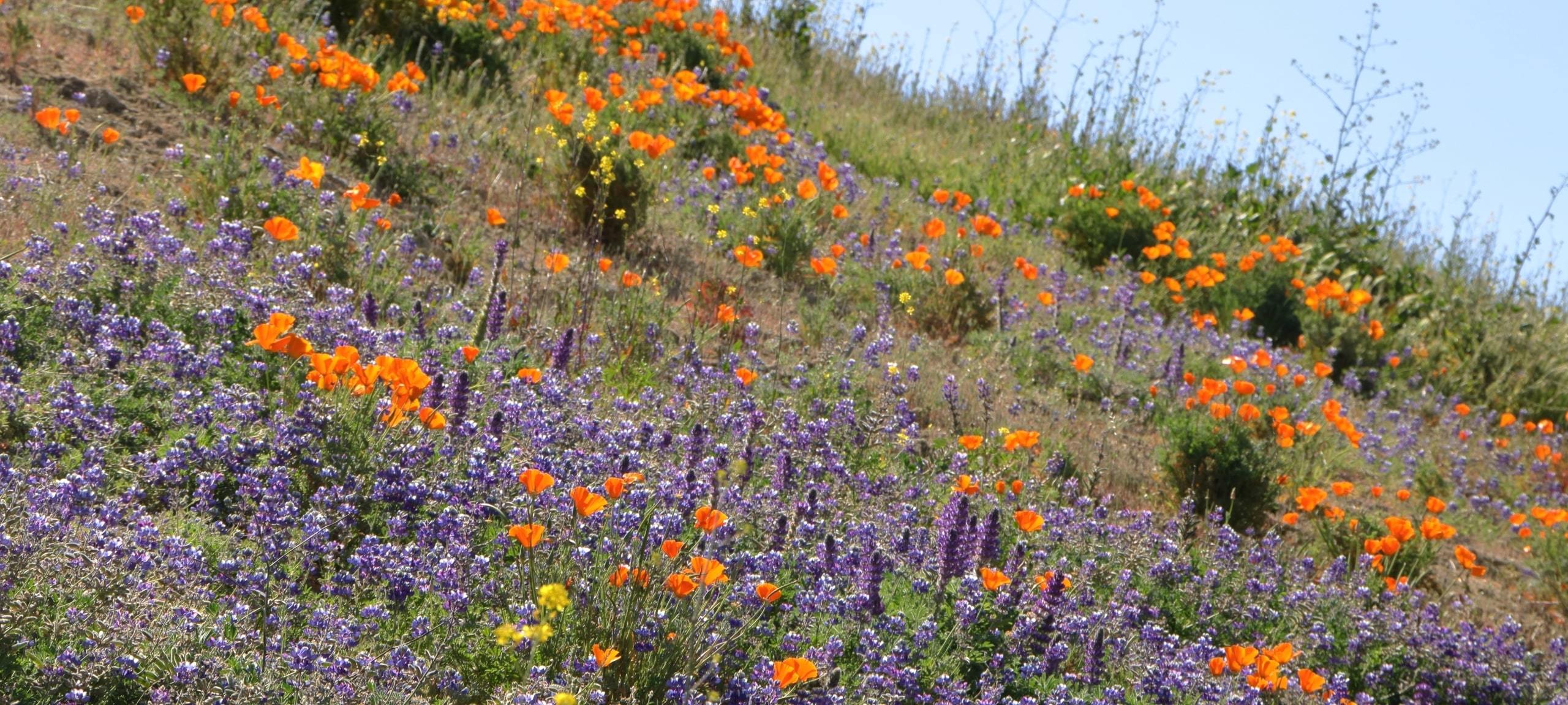 Field of Lupine and Santa Cruz poppy flowers near Glenwood Estates