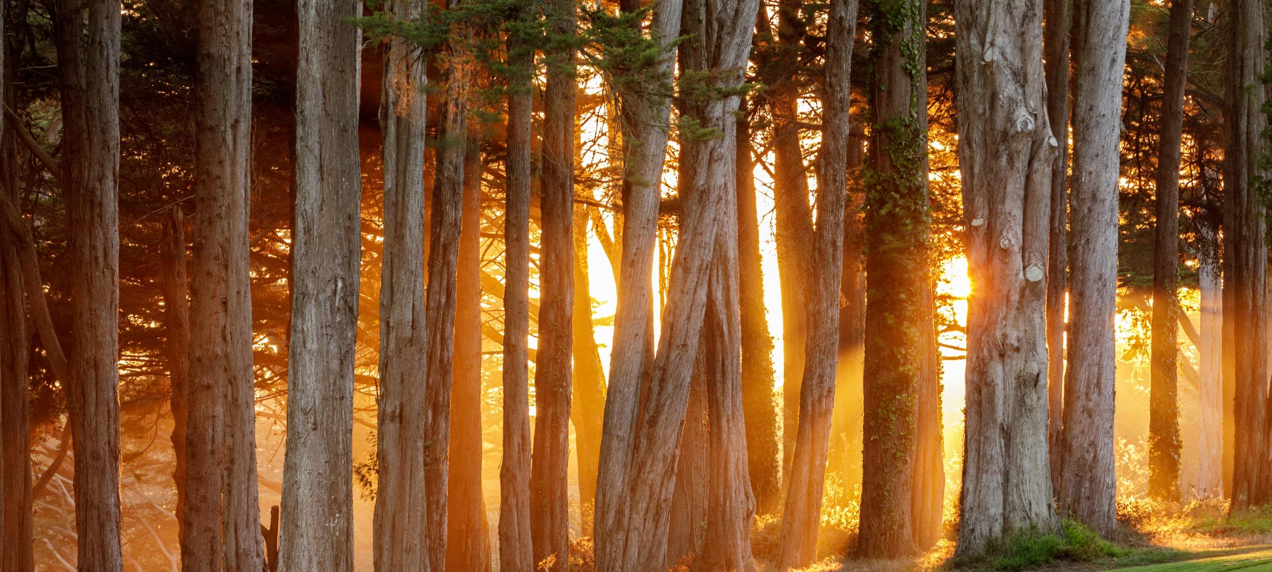 Light breaking through giant redwood trees, Santa Cruz County