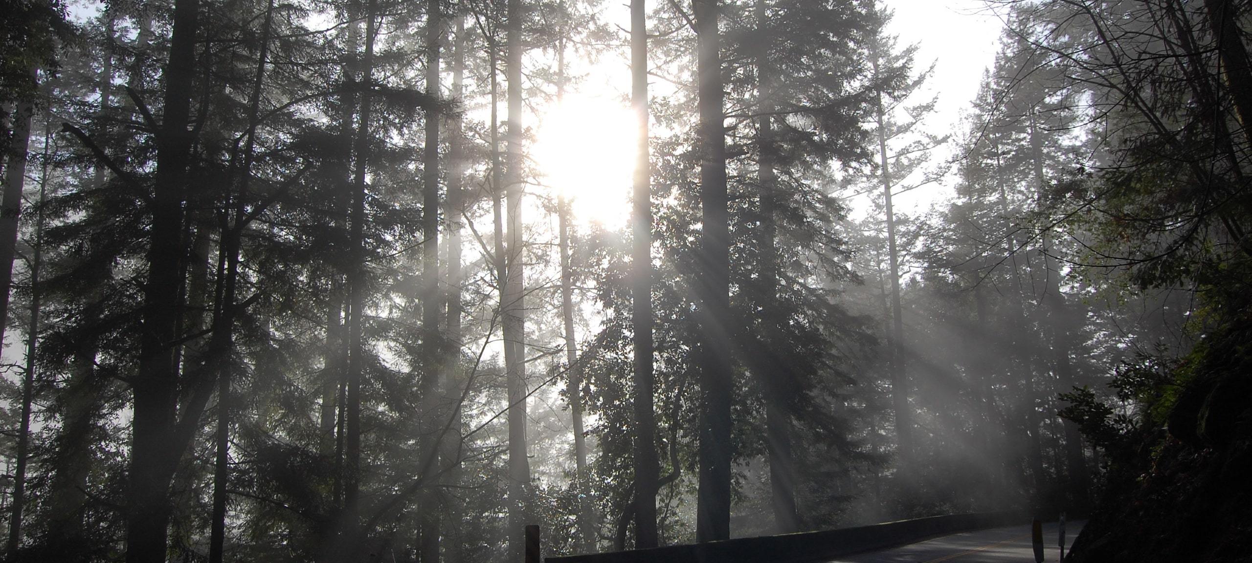 Sun breaking through Scotts Valley, CA forest