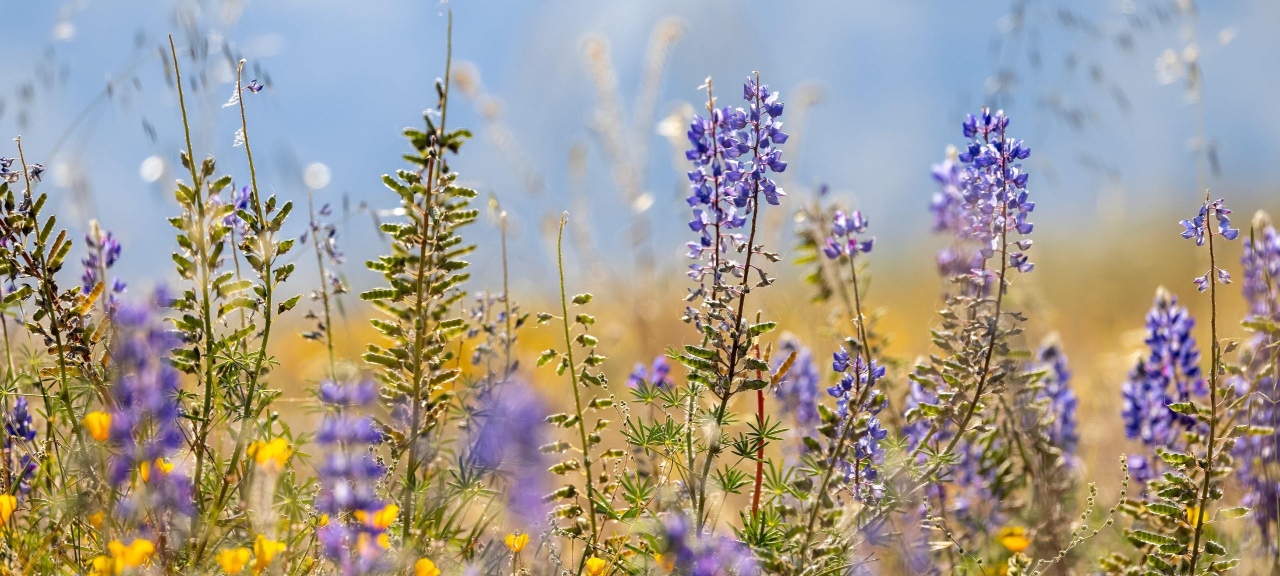 Field of Lupine flowers, typical of Scotts Valley Heights, CA area