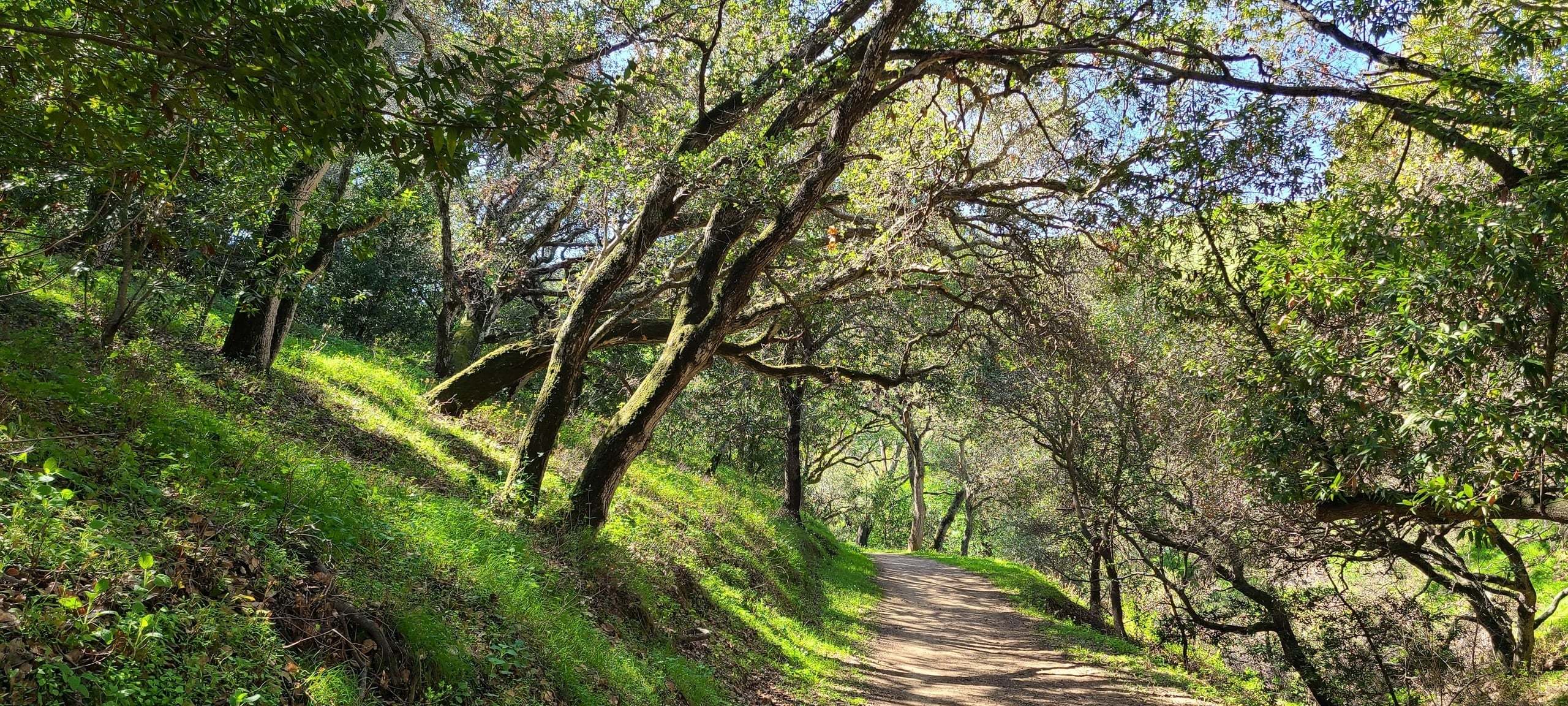 Trees curling over path near Soquel, CA