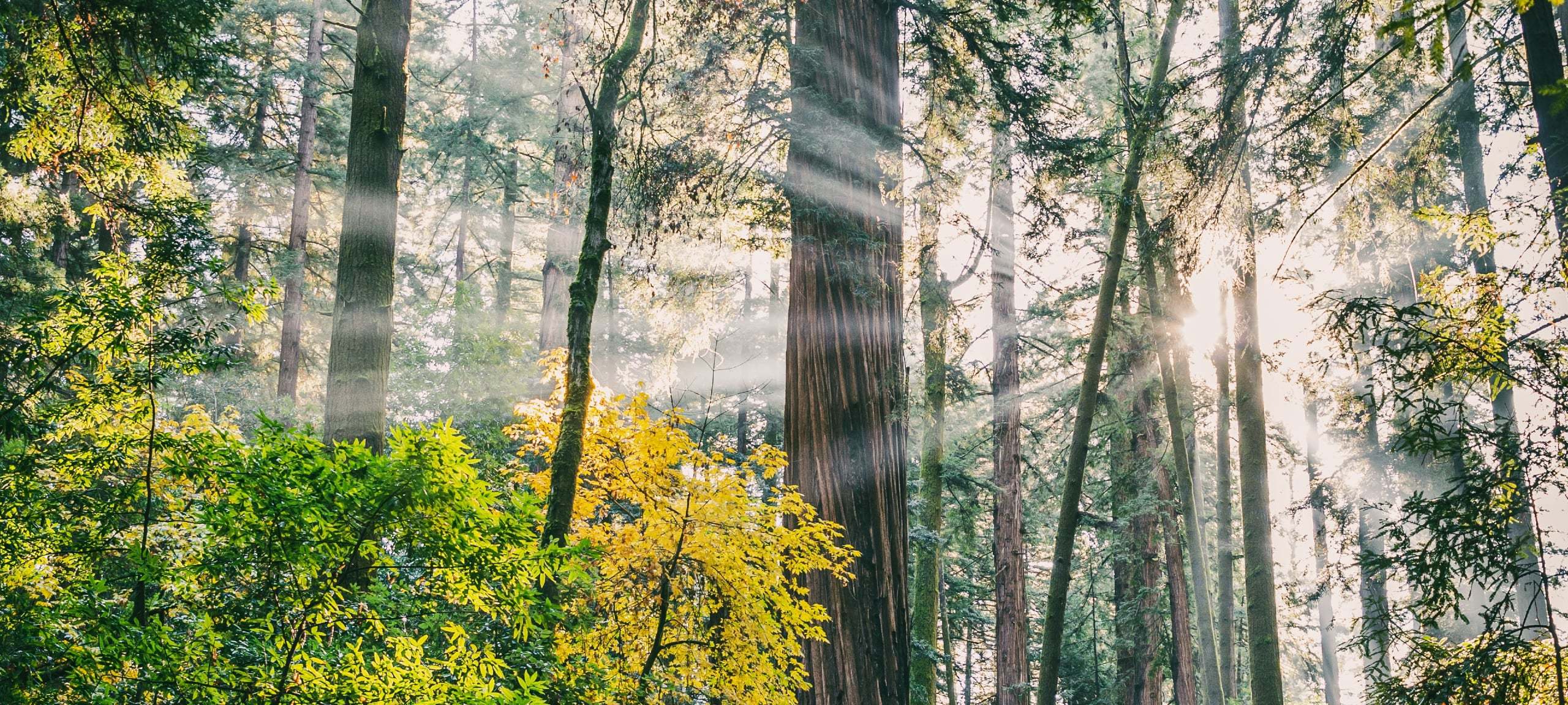 Sunlight breaking through trees at Henry Cowell Redwoods State Park. Photo by Shakti Rajpurohit on Unsplash