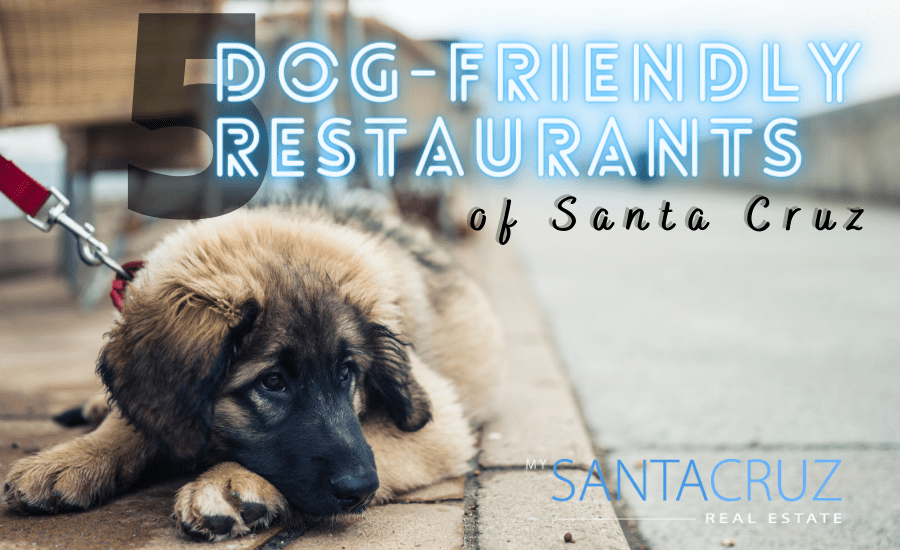 5 dog friendly restaurants in santa cruz, ca