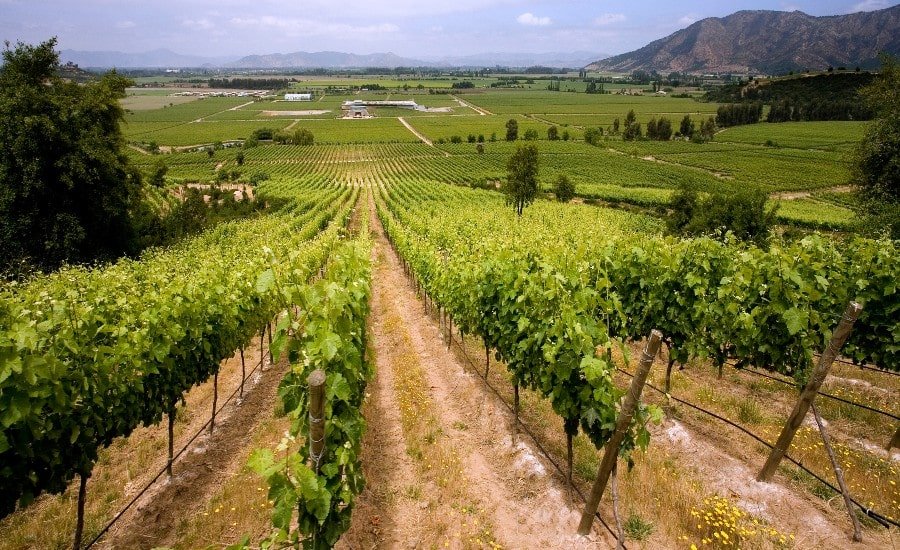View of vineyards near Santa Cruz real estate