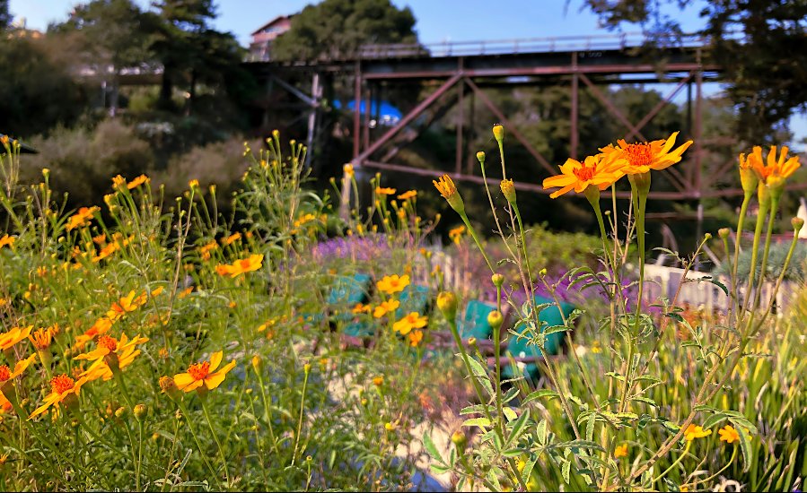 Image of flowers near Soquel real estate