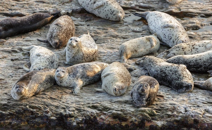 Group of seals near Wilder State Park, Santa Cruz