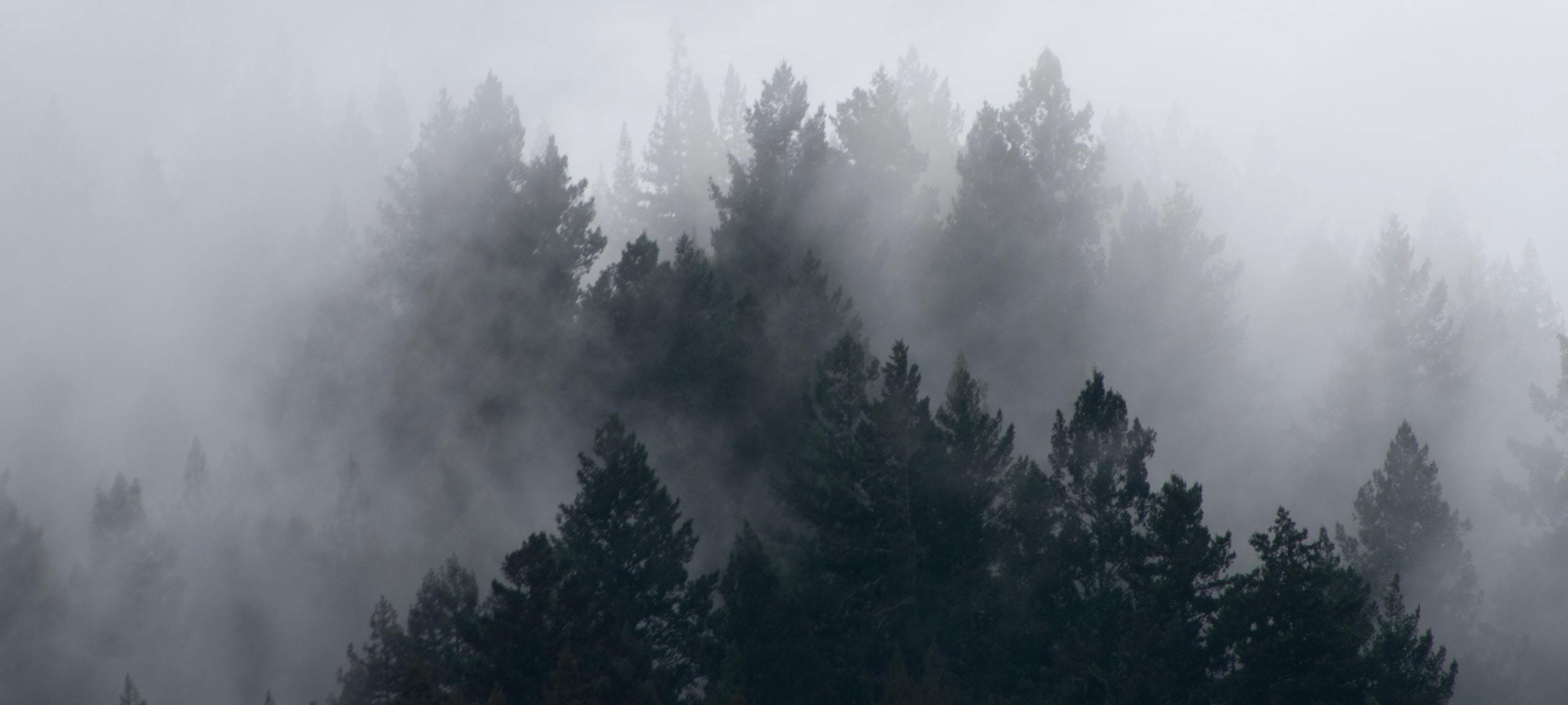 Foggy mountains near Ben Lomond, CA