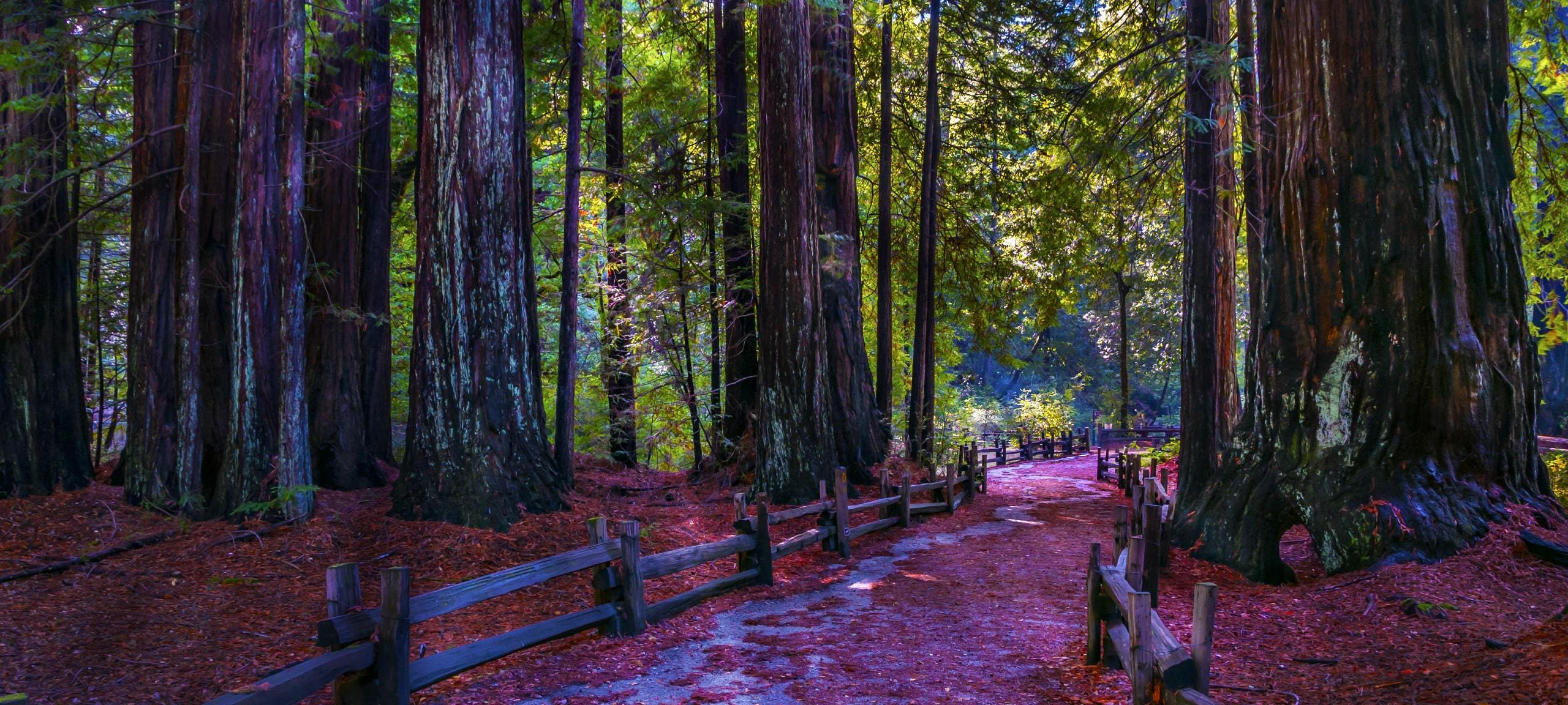 Sunlight through giant Redwood trees along pathway at Big Basin Redwoods State Park
