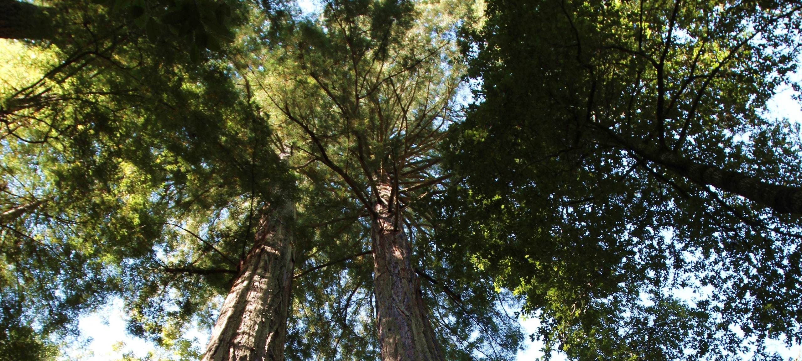 Trees at Big Basin Redwoods State Park in Boulder Creek, CA