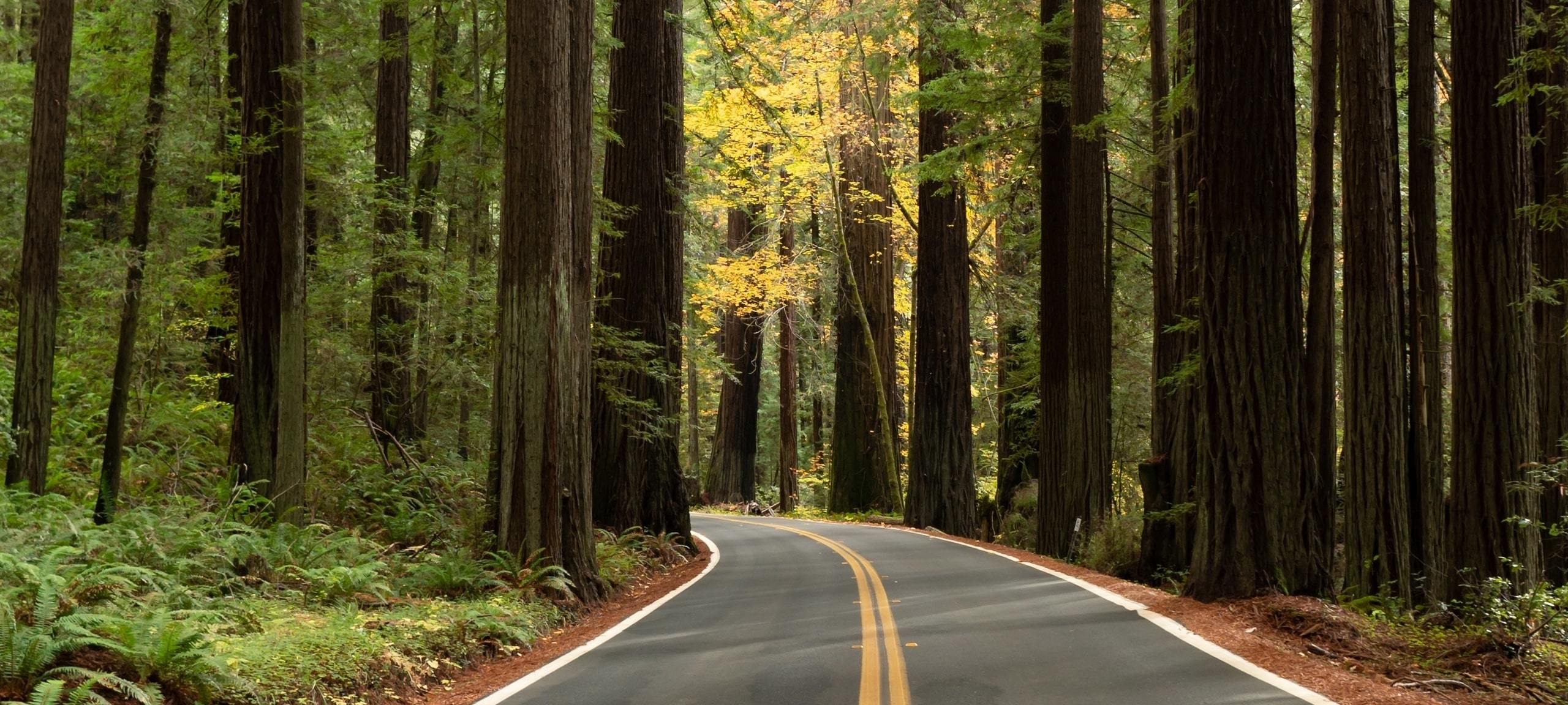 Redwood trees during autumn on Santa Cruz road