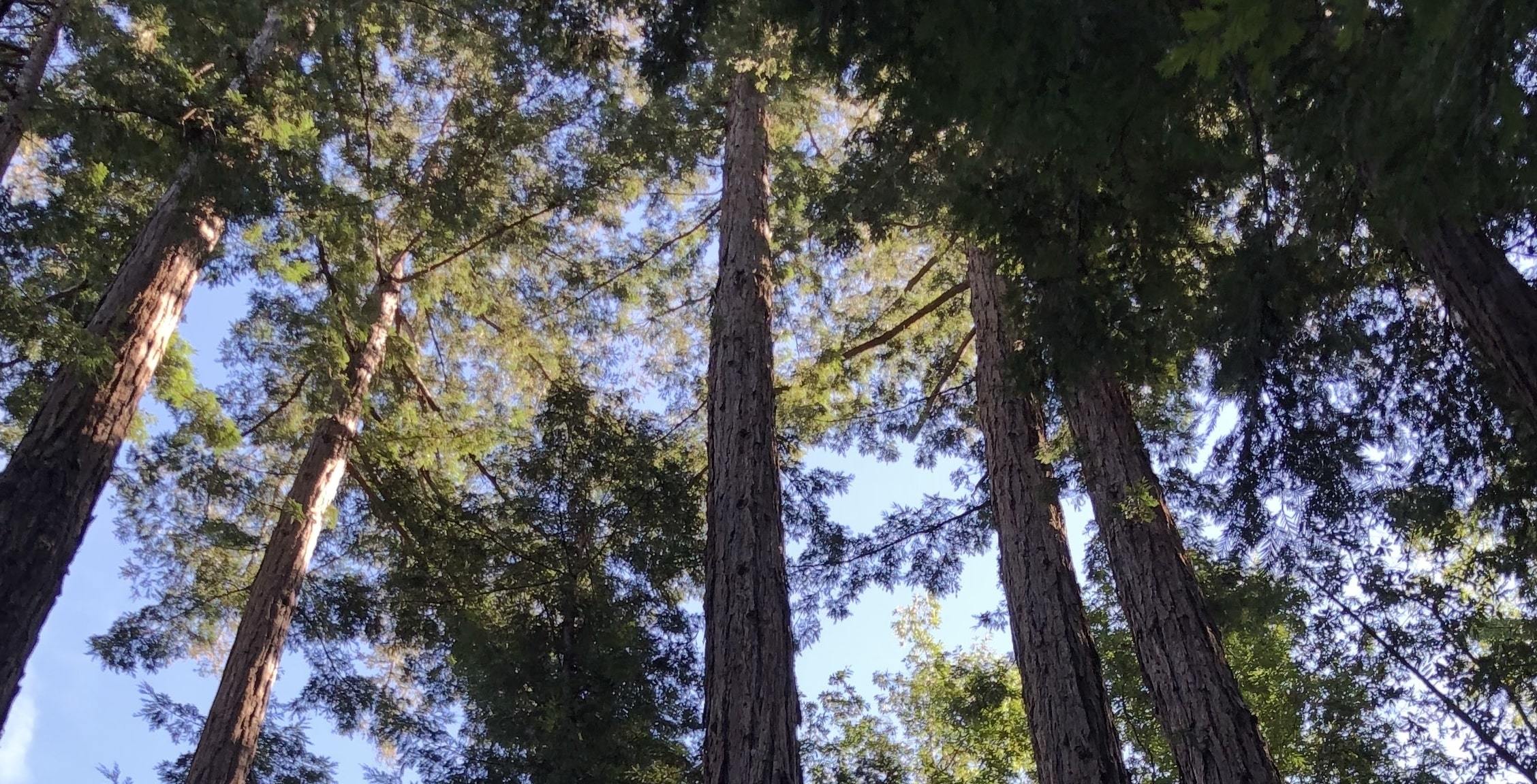 Upwards view of forest canopy in Henry Cowell Redwoods State Park, Felton, California