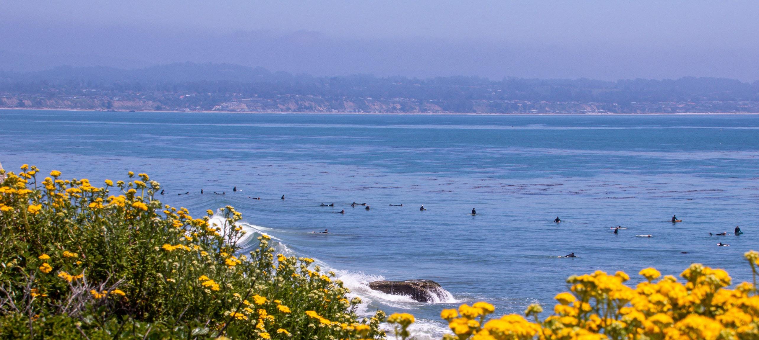 Flowers on cliffs overlooking surfers near Santa Cruz, CA
