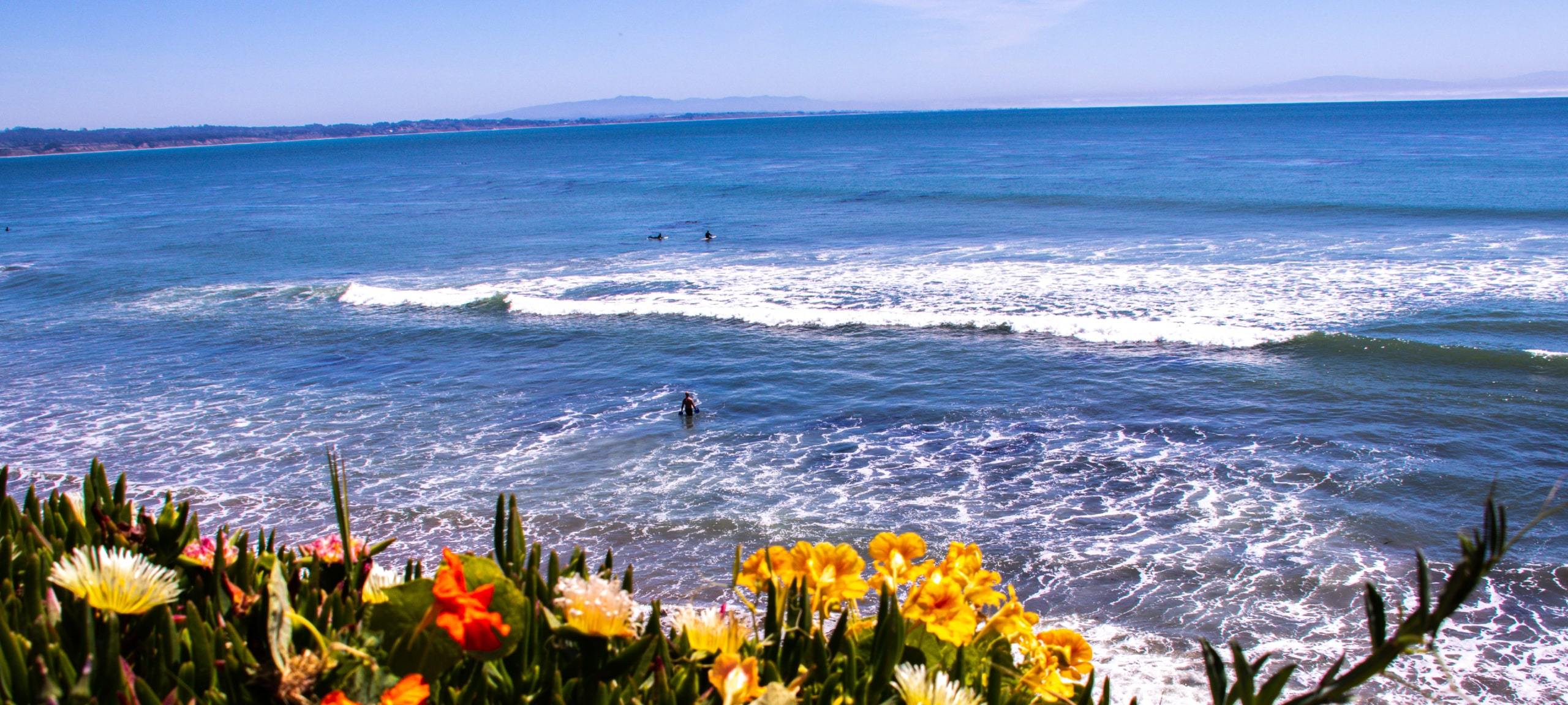 Flowers on cliff overlooking Santa Cruz, CA ocean