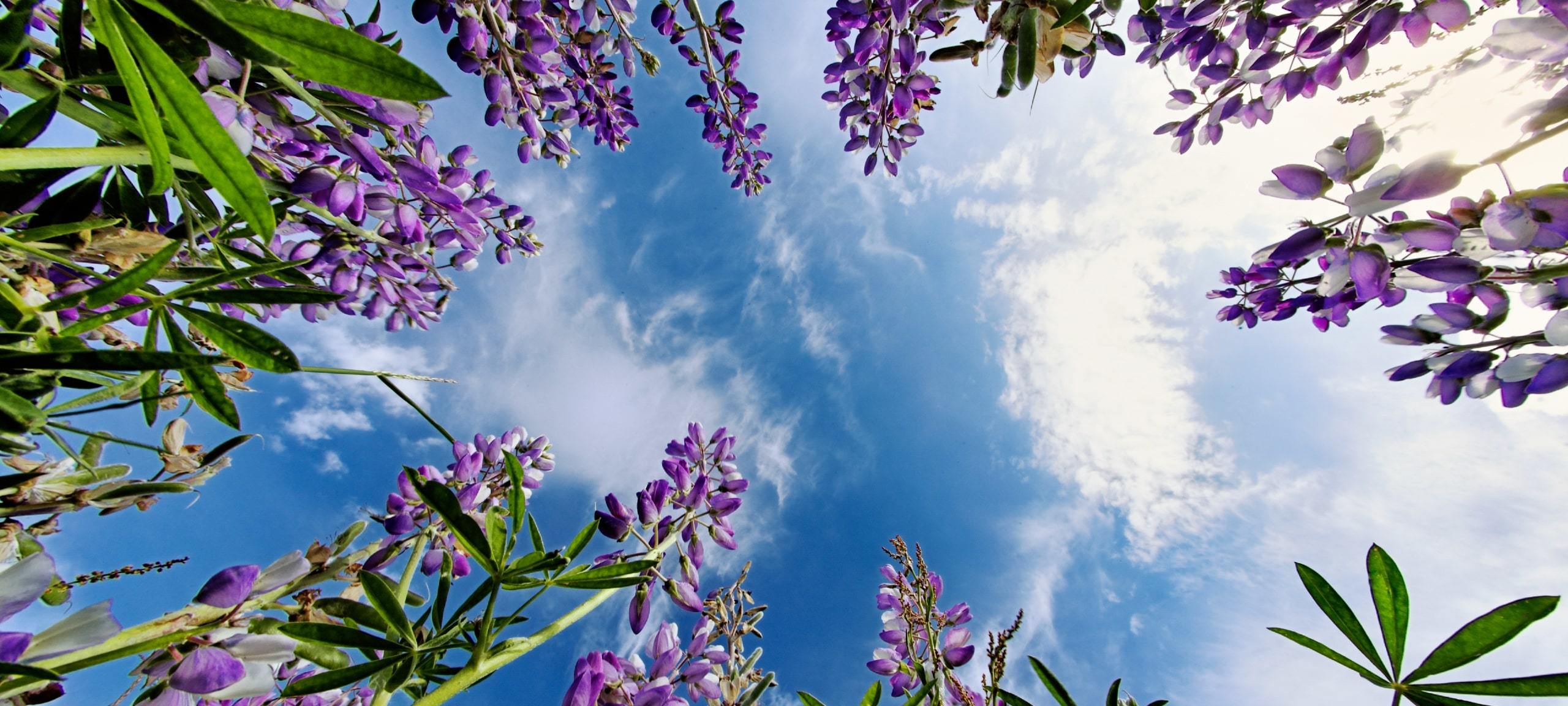 Upwards view of Lupine flowers and blue sky, typical of Santa Cruz