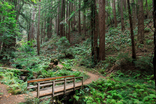 Redwood forests in santa cruz