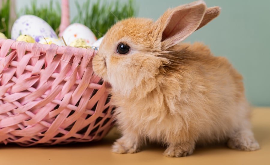 Little brown rabbit with basket of eggs