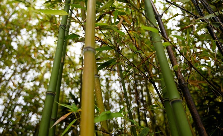 Upwards view of thick bamboo trees