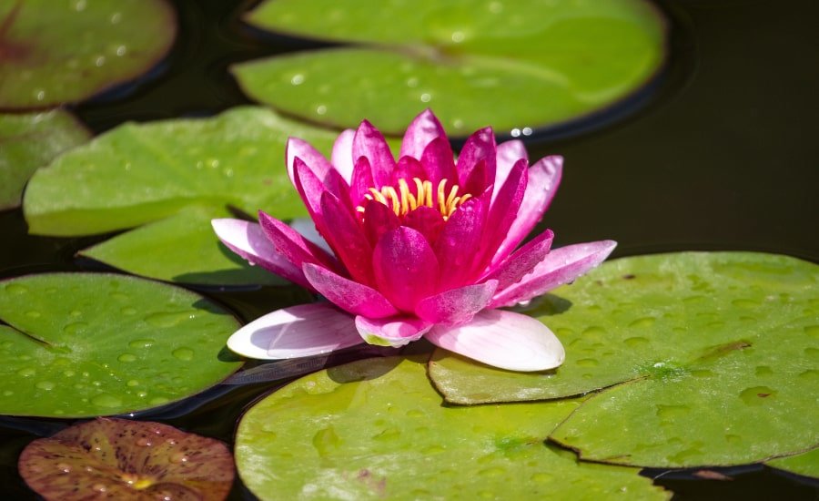 Pink lily flower on small pond