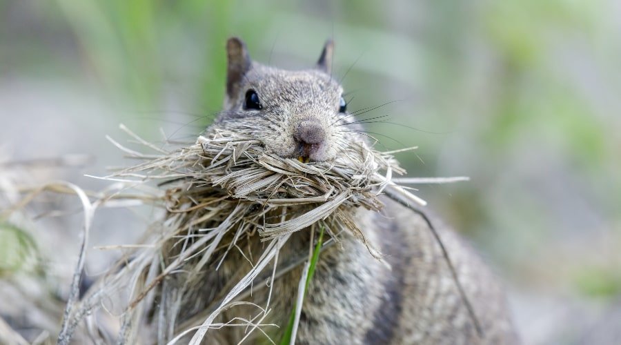 Squirrel in Santa Cruz area chowing down on grass