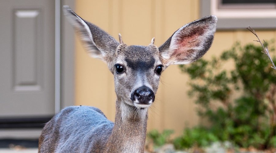 Curious deer in front of Santa Cruz home