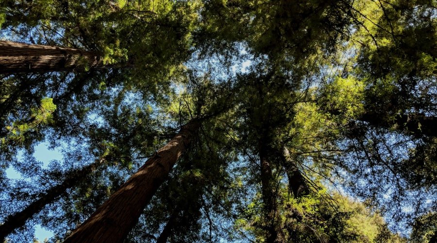 Giant redwood trees at Henry Cowell Redwoods State Park. Richard James on Unsplash
