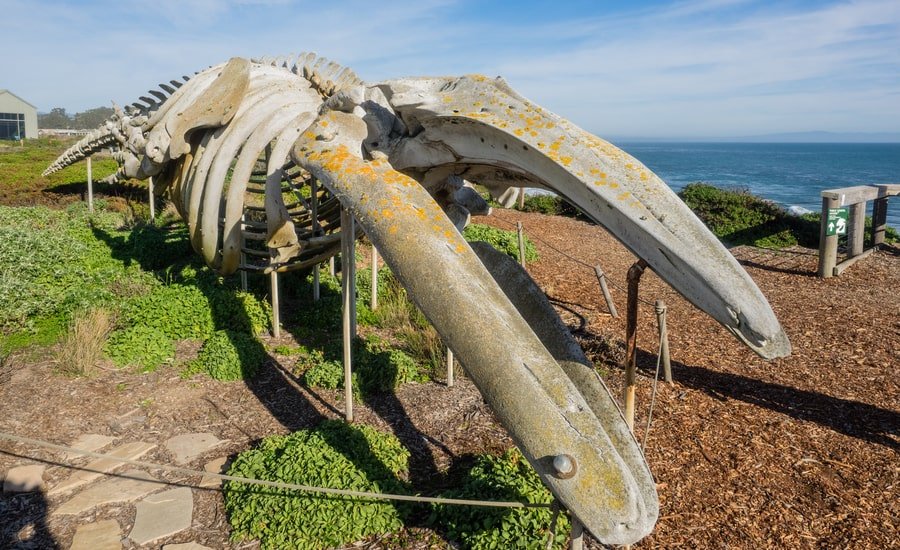 Whale skeleton outside Seymour Marine Discover Center, Santa Cruz