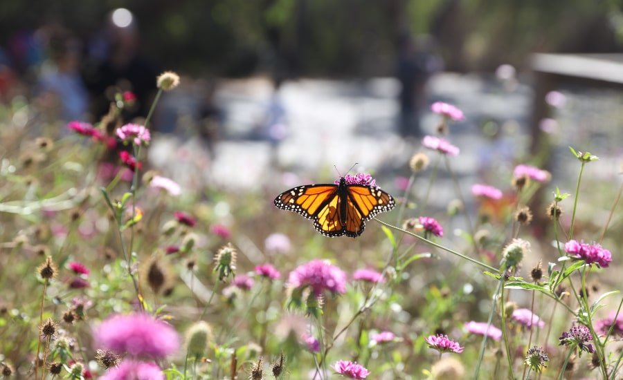 Lone butterfly in field of flowers at Natural Bridges State Beach