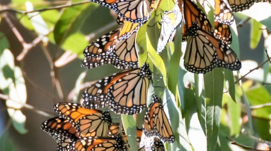 Cluster of Monarch butterflies at Natural Bridges State Beach, Santa Cruz