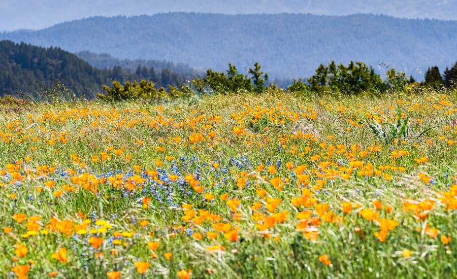 Field of wildflowers and Santa Cruz mountains in background