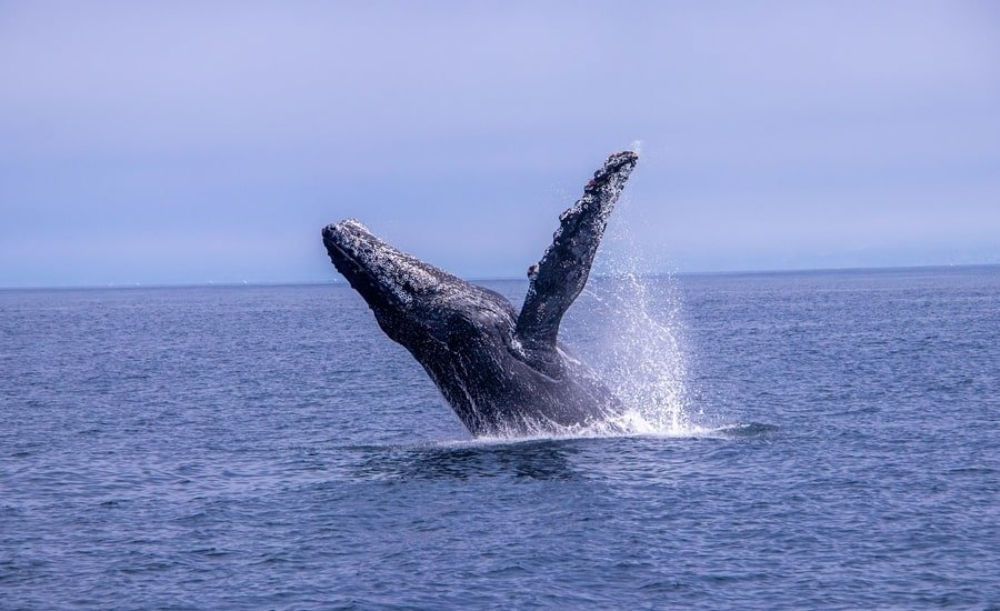 Humpback whale breaching water in Monterey, CA