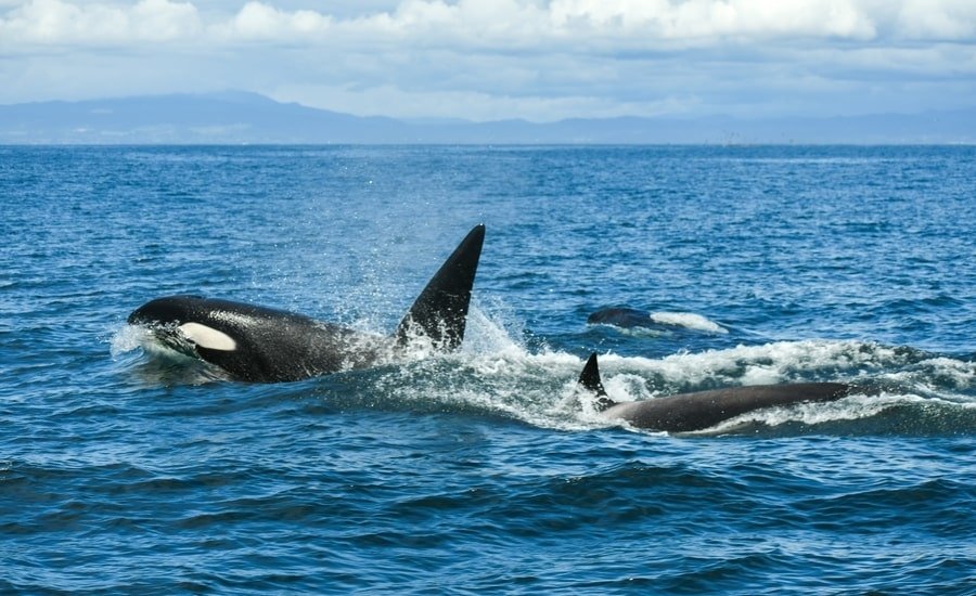 Pod of orcas in water in Moss Landing, CA