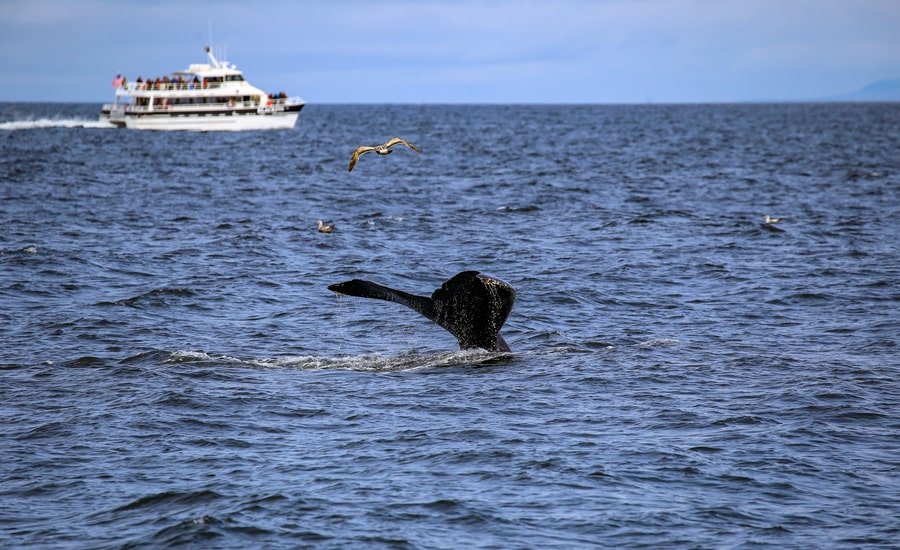 Whale watching ship on water in Monterey, with humpback whale tail visible