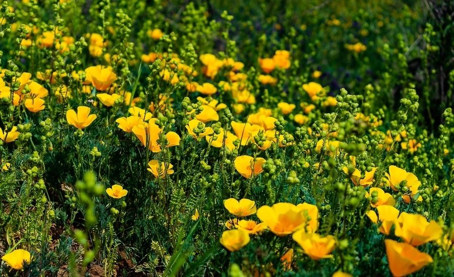 Yellow California Poppy flower, typical of Santa Cruz area